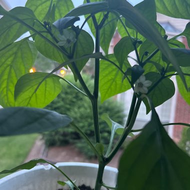 Capsicum annuum 'WT2450' syn. Capsicum annuum 'Lunchbox Red'