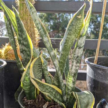 Sansevieria trifasciata var. laurentii