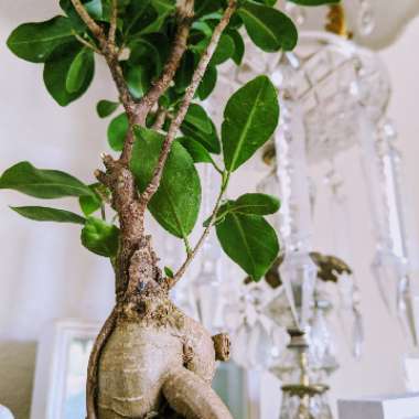 Ficus microcarpa 'Ginseng'