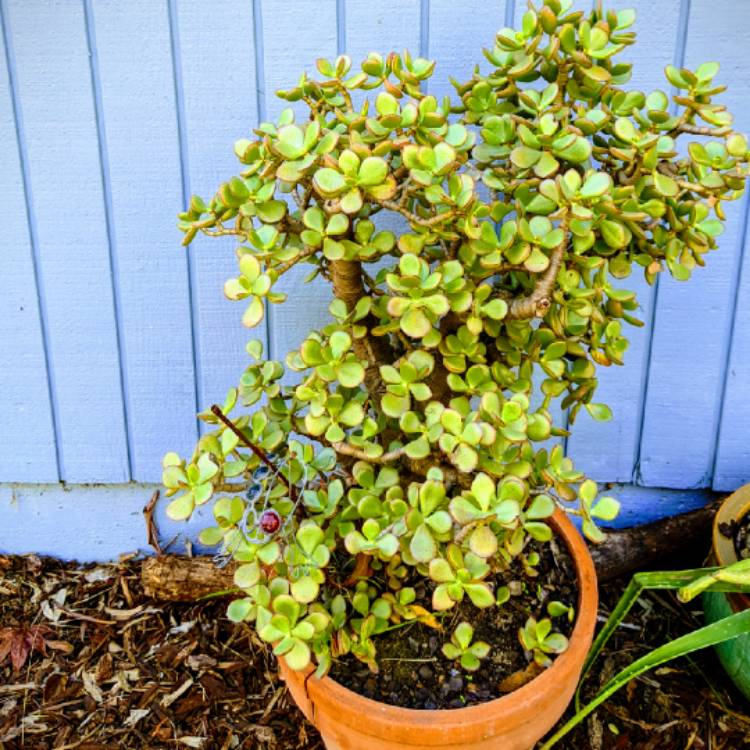 Plant image Crassula ovata 'Convoluta'