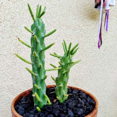 Opuntia Subulata