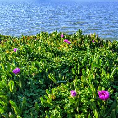 Carpobrotus edulis