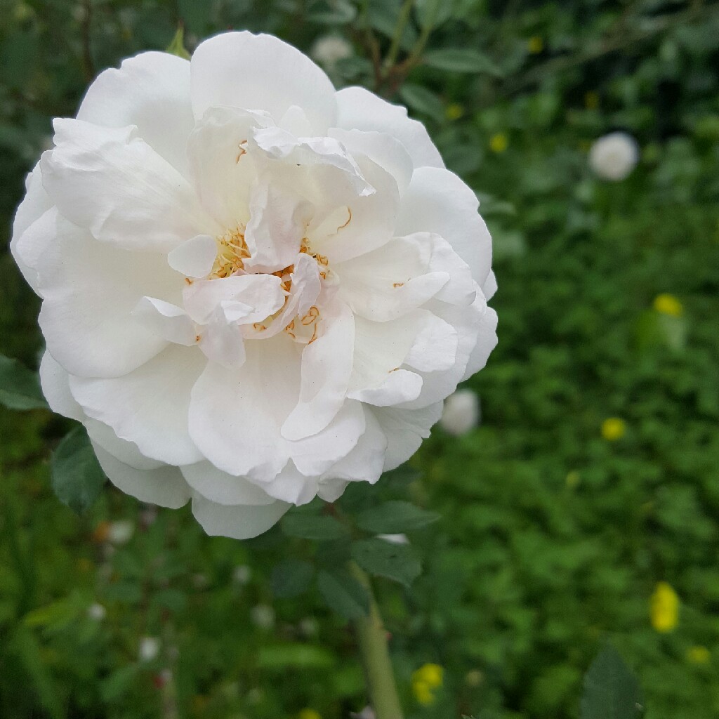 Plant image Rosa 'Noaschnee'