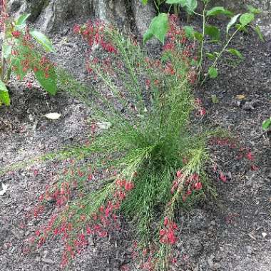 Jatropha multifida