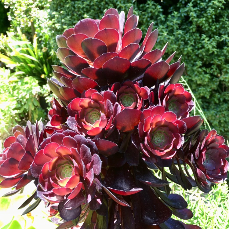 Plant image Aeonium Short Black