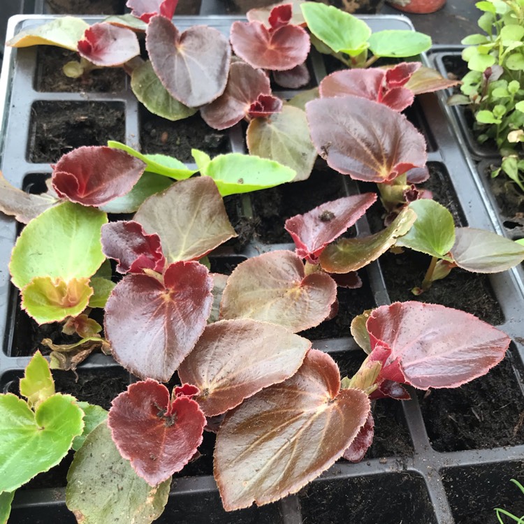 Plant image Begonia (Semperflorens Cultorum Group) 'Whopper Series' syn. Begonia semperflorens 'Whopper Series'