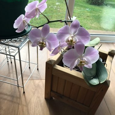 Moth Orchid