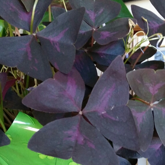 Plant image Oxalis triangularis 'JR Oxburwi' (Xalis Series) syn. Oxalis triangularis 'Burgundy Wine'