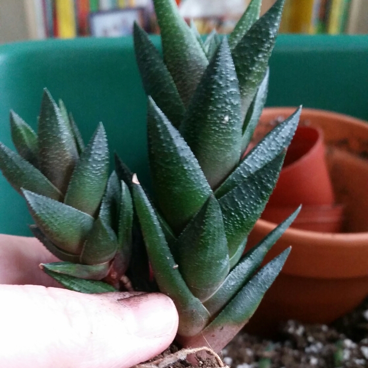 Plant image Haworthiopsis viscosa syn. Haworthia viscosa