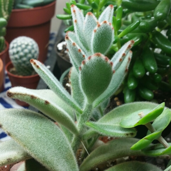 Plant image Kalanchoe tomentosa 'Super Fuzzy'