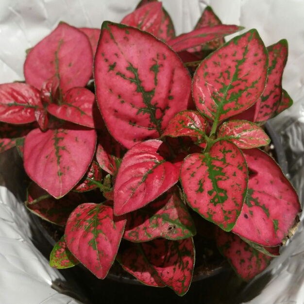 Plant image Hypoestes sanguinolenta 'Triple Splash'