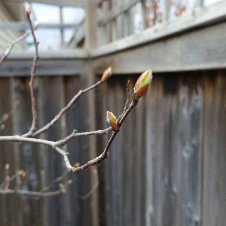 Plant image Amelanchier laevis 'Snowflakes'