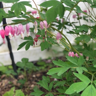 Common Bleeding Heart