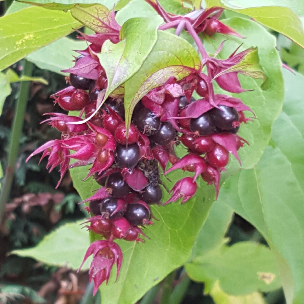 Himalayan Honeysuckle