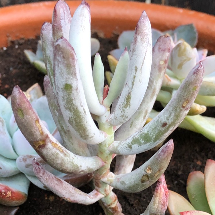 Plant image Cotyledon orbiculata 'White Sprite'