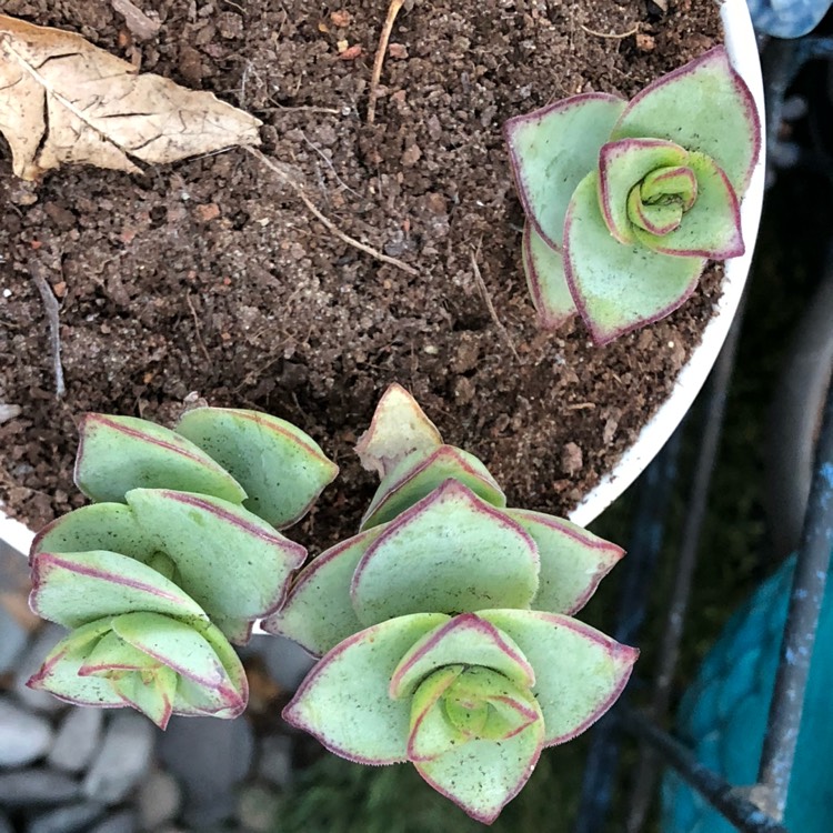 Plant image Crassula Rupestris subsp. Commutata