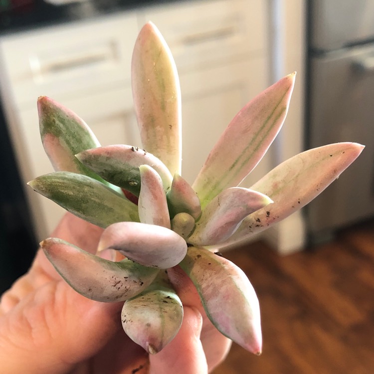 Plant image Pachyphytum hookeri Variegata