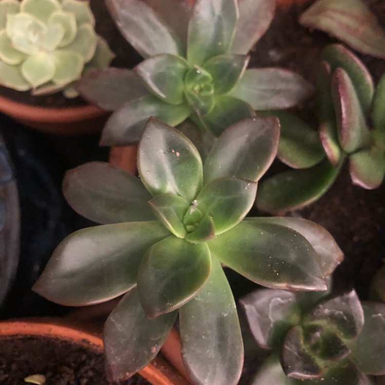 Plant image Echeveria Hybrid ‘Red Licorice'