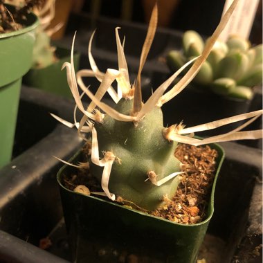 Tephrocactus articulatus 'Papyracanthus' syn. Tephrocactus articulatus var. papyracanthus