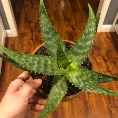 Aloe Maculata