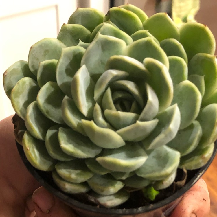 Plant image Echeveria Arctic Ice