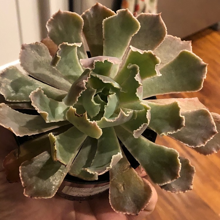 Plant image Echeveria Blue Heron