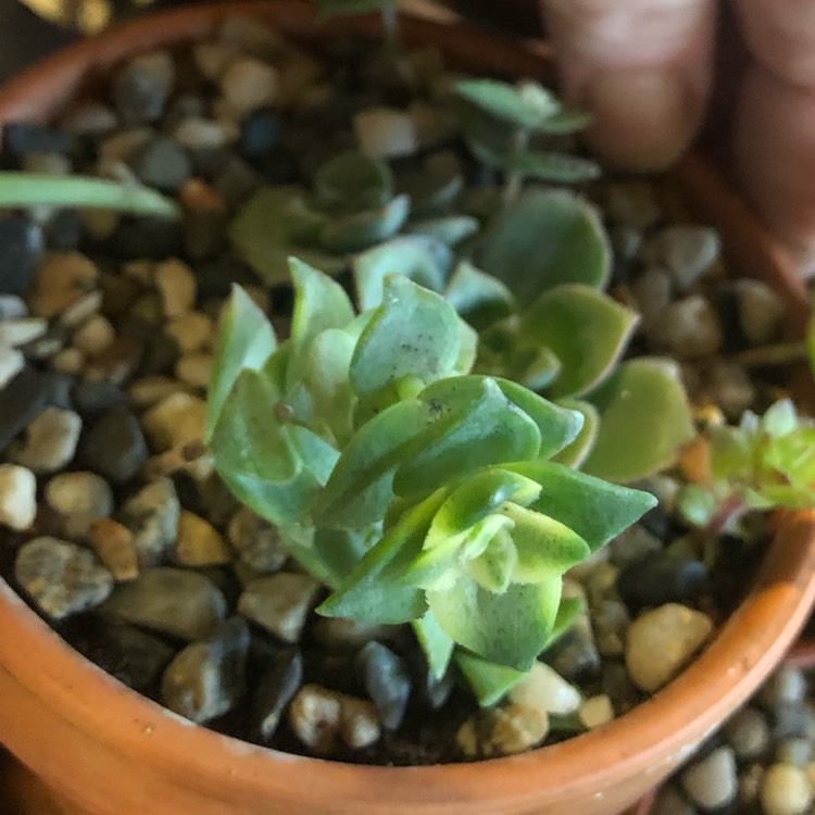 Plant image Crassula Tom Thumb Variegata