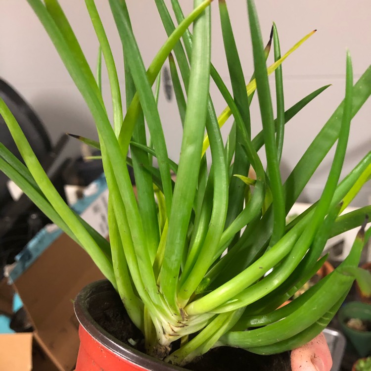 Plant image Bulbine frutescens