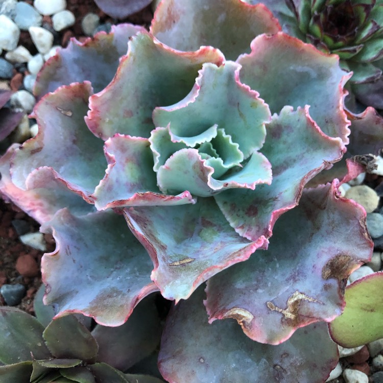 Plant image Echeveria Aquarius