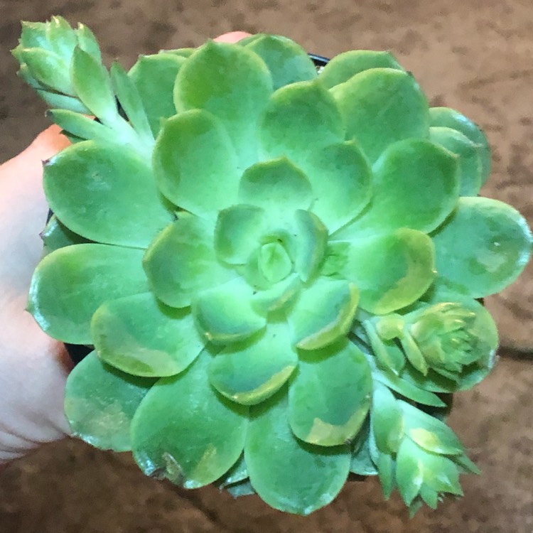 Plant image Echeveria Lime n Chile