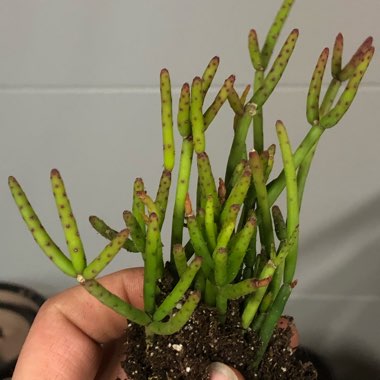 Rhipsalis