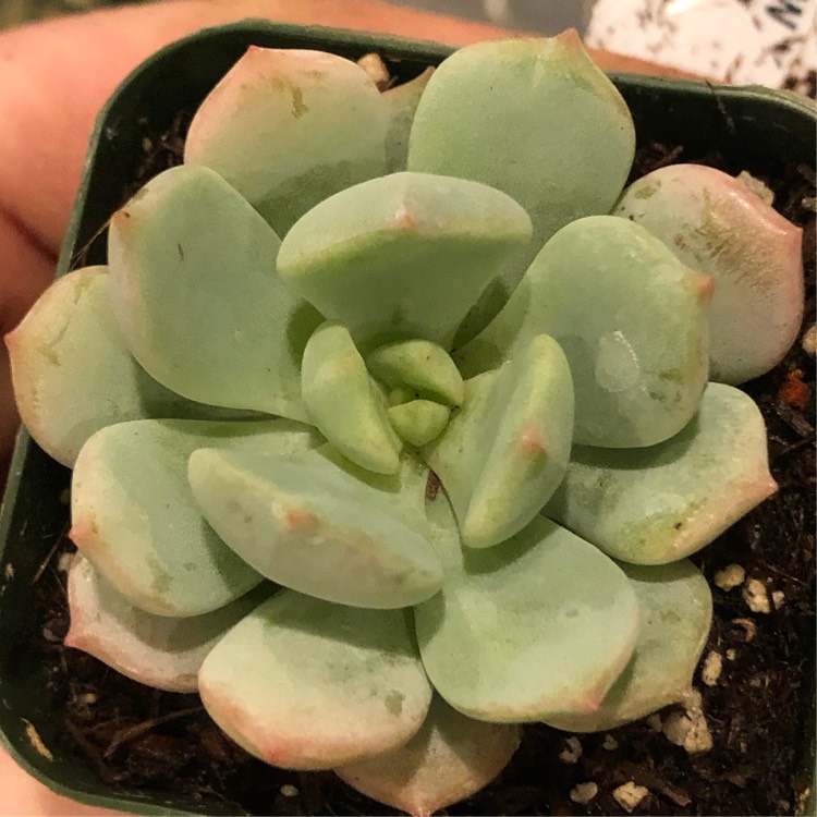 Plant image Echeveria Moonglow