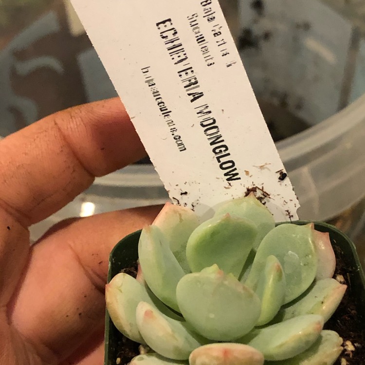 Plant image Echeveria Moonglow