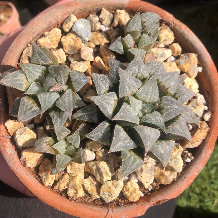 Plant image Haworthia Pygmaea var. Pygmaea