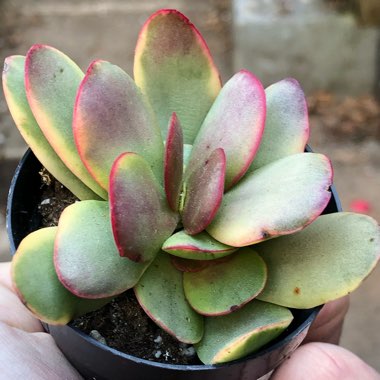 Crassula platyphylla variegated