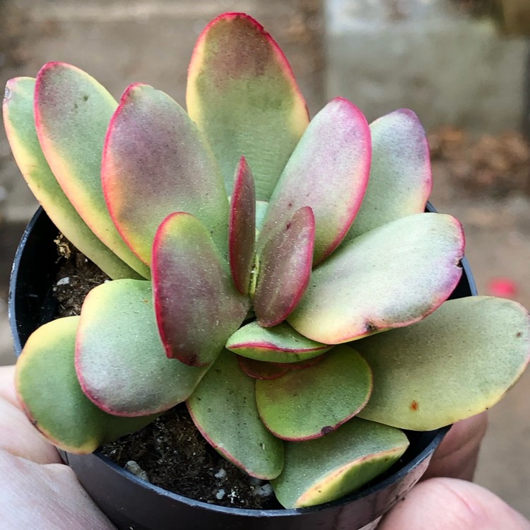 Plant image Crassula platyphylla variegated