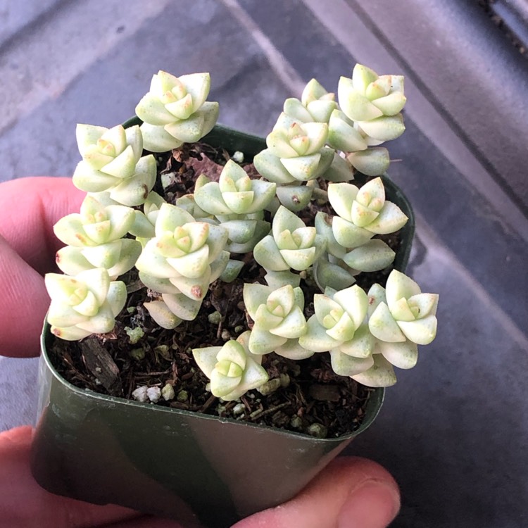 Plant image Crassula Tom Thumb Variegata