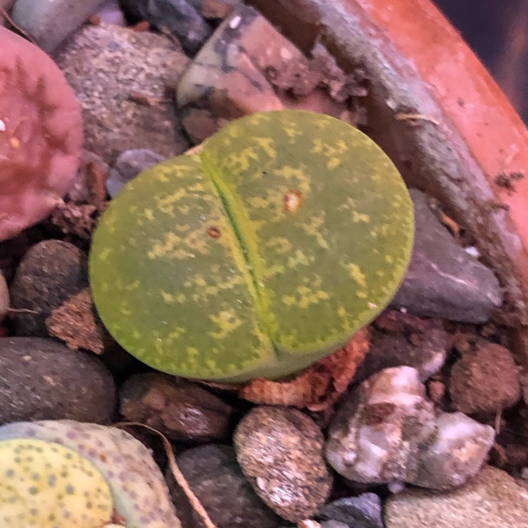 Plant image Lithops Lesliei Albinica