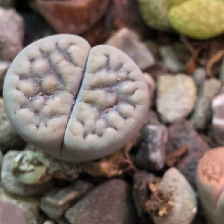 Plant image Lithops Hookeri