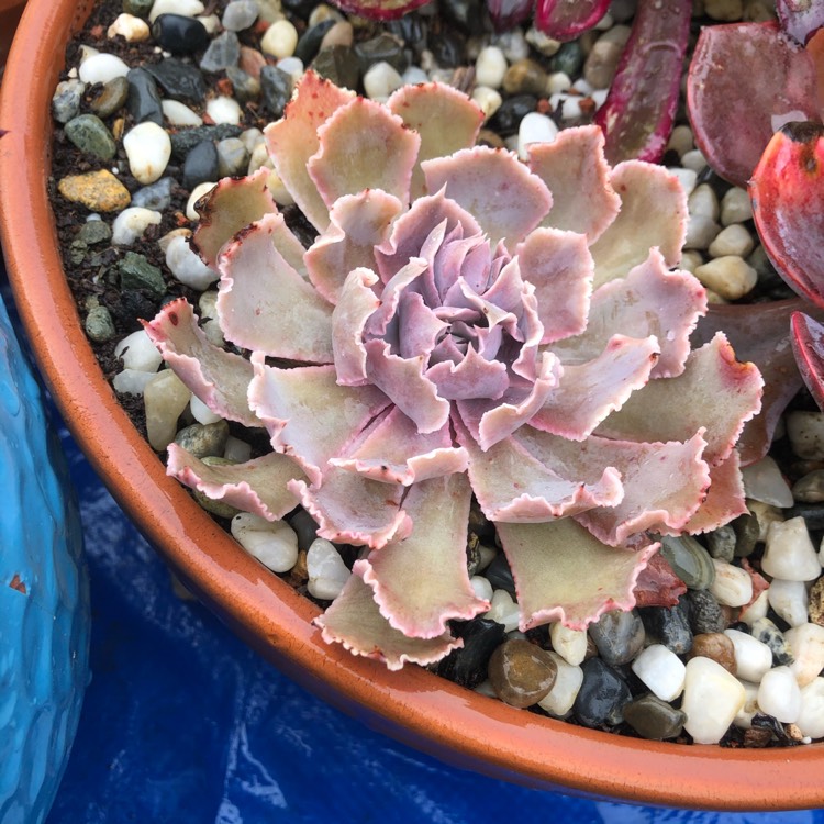 Plant image Echeveria Blue Heron