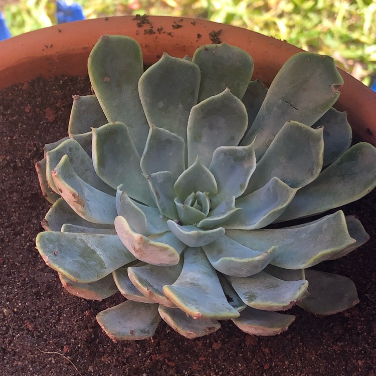 Plant image Echeveria Allegra