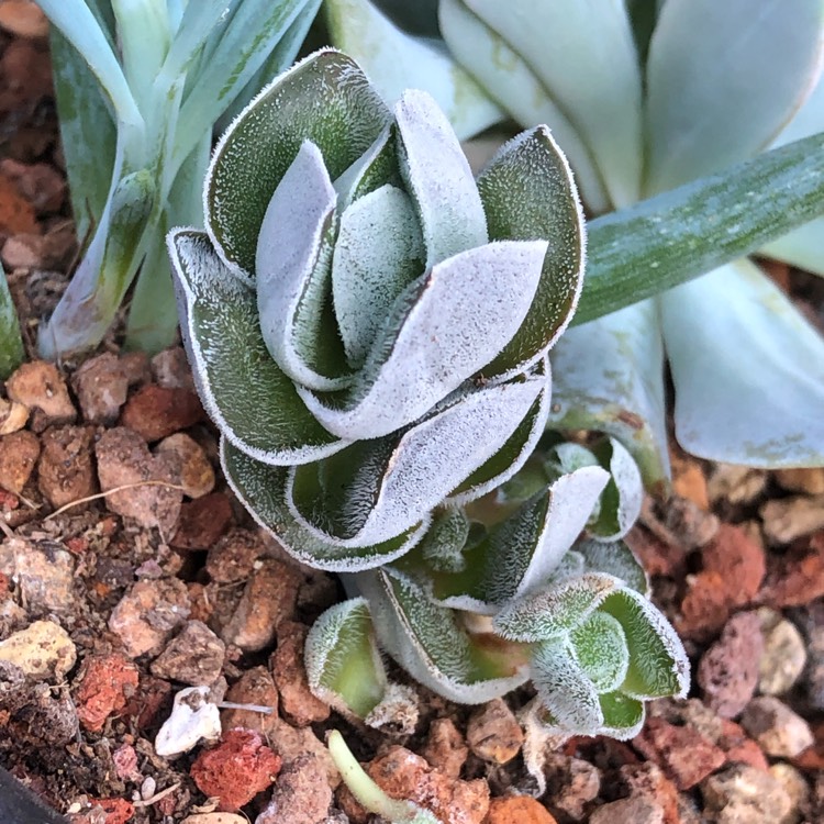 Plant image Crassula pangolin