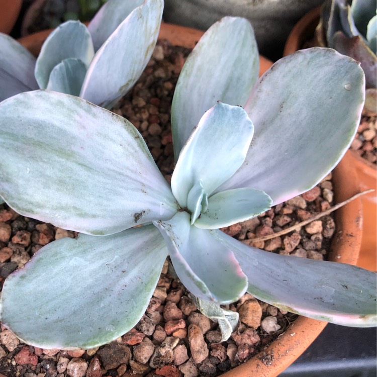 Plant image Echeveria Gibbiflora Peruvian Rose