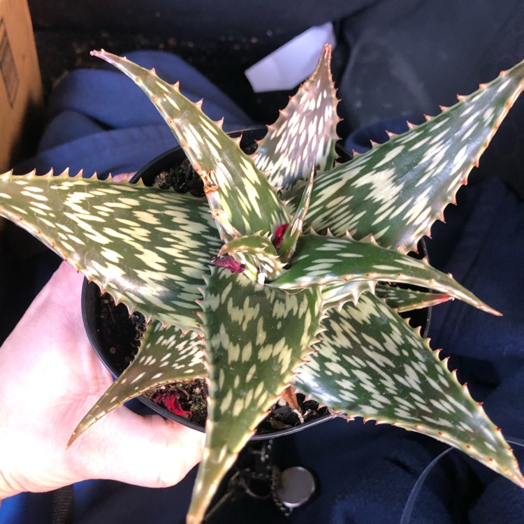 Plant image Aloe hemmingii