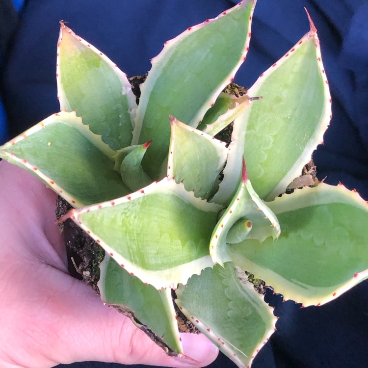 Plant image Agave Celsii Multicolour