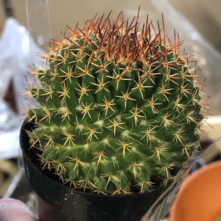 Plant image Mammillaria Mystax