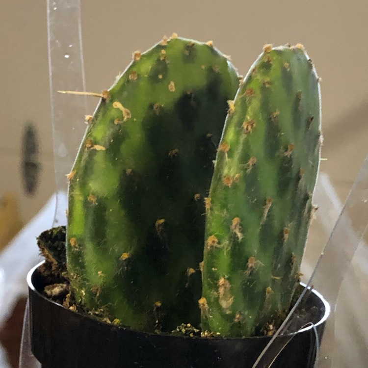 Plant image Opuntia basilaris