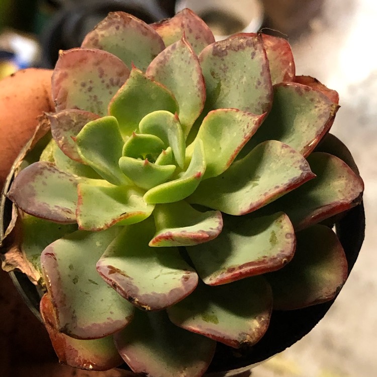 Plant image Echeveria Galaxy Blue