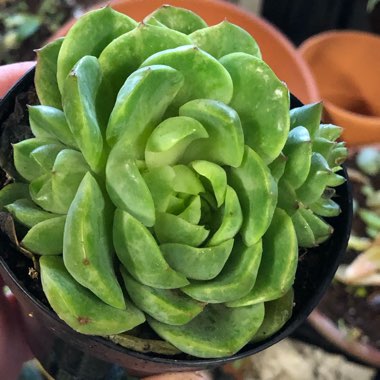 Echeveria Lime n Chile