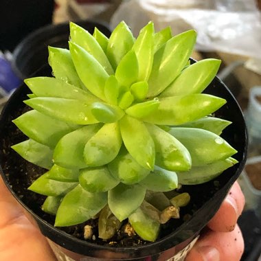 Sedeveria Peridot Passion